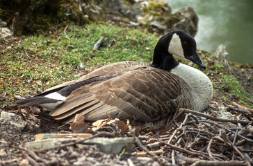 Bernache du Canada, nid, .Branta canadensis, Canada Goose