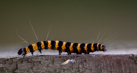 Cinnabar Moth Caterpillar