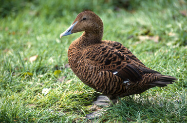 Eider à duvet, femelle,.Somateria mollissima, Common Eider