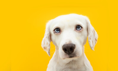 Portrait serious puppy dog. Isolated on yellow background.