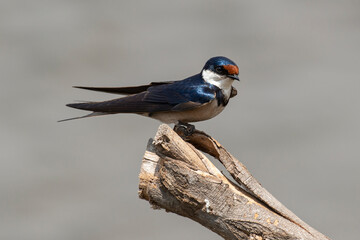 Hirondelle à gorge blanche,.Hirundo albigularis, White throated Swallow © JAG IMAGES