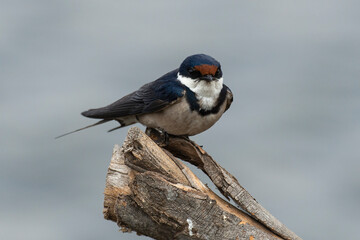 Hirondelle à gorge blanche,.Hirundo albigularis, White throated Swallow © JAG IMAGES