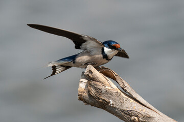 Hirondelle à gorge blanche,.Hirundo albigularis, White throated Swallow