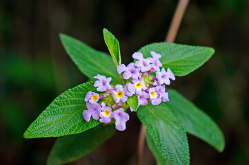 Bushy lippia flowers (Lippia alba)