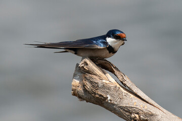 Hirondelle à gorge blanche,.Hirundo albigularis, White throated Swallow © JAG IMAGES
