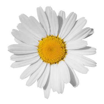 Chamomile or daisy flower top view isolated on white. Macro details of blooming white flower head