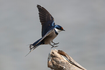 Hirondelle à gorge blanche,.Hirundo albigularis, White throated Swallow