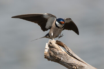Hirondelle à gorge blanche,.Hirundo albigularis, White throated Swallow