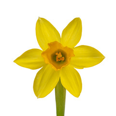 Fototapeta premium Close up front view of single daffodil, isolated on white background.