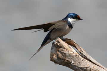 Hirondelle à gorge blanche,.Hirundo albigularis, White throated Swallow
