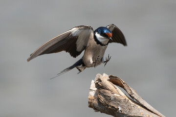 Hirondelle à gorge blanche,.Hirundo albigularis, White throated Swallow