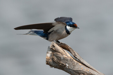 Hirondelle à gorge blanche,.Hirundo albigularis, White throated Swallow © JAG IMAGES