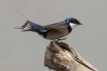 Hirondelle à gorge blanche,.Hirundo albigularis, White throated Swallow © JAG IMAGES