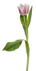 Obraz premium Side view of single ruffled pink /white tulip, isolated on white background.
