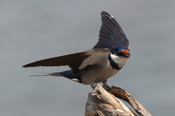 Hirondelle à gorge blanche,.Hirundo albigularis, White throated Swallow © JAG IMAGES