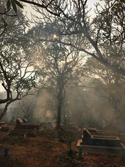 Scary cemetary with fog and trees. Graveyard, tomb, burial, and creepy trees