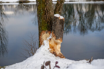Beaver traces on trees