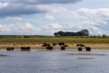 Obraz na płótnie Canvas Wild Konik horses and Galloway cattle cooling down alongside the border river Meuse between the Netherlands and Belgium. The purple catnip is in full bloom.