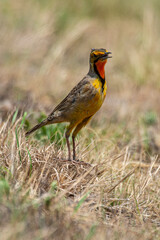 Sentinelle du Cap,.Macronyx capensis, Cape Longclaw