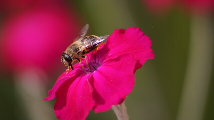 Bee on flower close up 