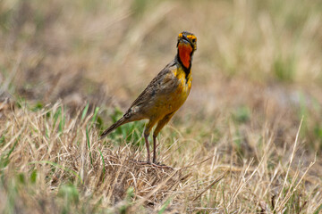 Sentinelle du Cap,.Macronyx capensis, Cape Longclaw