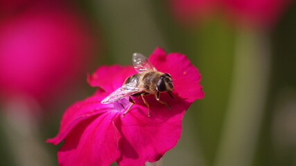 Bee on flower close up 