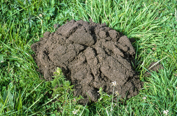 Taupinière, taupe, talpa europaea