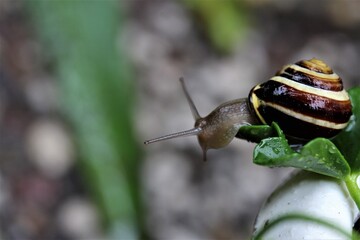 Shell snail on a leaf of a geranium