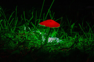 Farbig beleuchteter Pilz