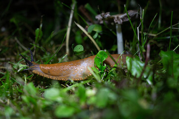 Schnecke bei Nacht