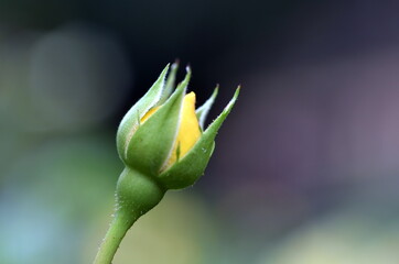 Gelbe Knospe einer Rose