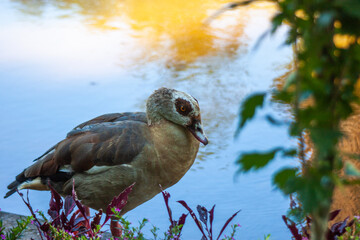 black crowned night heron