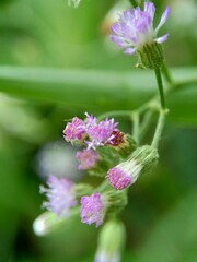 Cirsium vulgare (spear thistle, bull thistle, common thistle) the exotic flower with a natural background