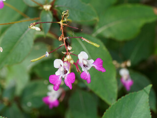 Impatiens balfourii Hook - Impatiente ou Balsamine de Balfour aux fleurs à casque blanc et pétales inférieures à éperon de couleur rose