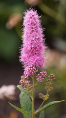 Spiraea salicifolia purple flower close up