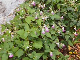 (Impatiens balfourii Hook) Impatiente ou Balsamine de Balfour aux grappes de fleur en forme de...