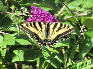 Close view of a Canadian Tiger Swallowtail butterfly resting on a bright purple flower
