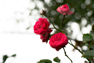 Three dark pink roses