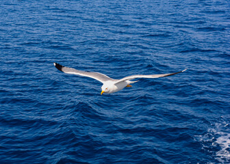 Fototapeta premium Seagull in flight
