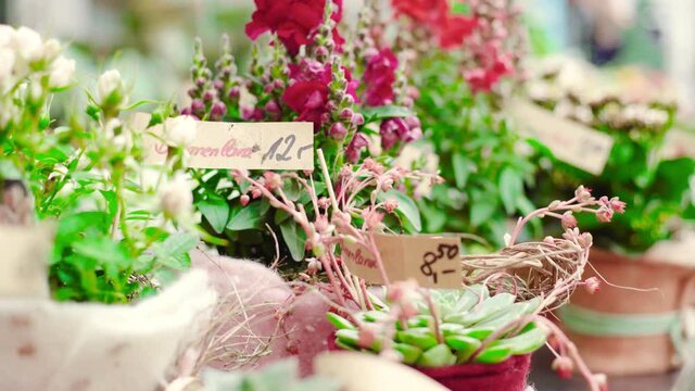 Flower shop with beautiful bouquets and potted flowers