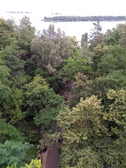 a view of the forest