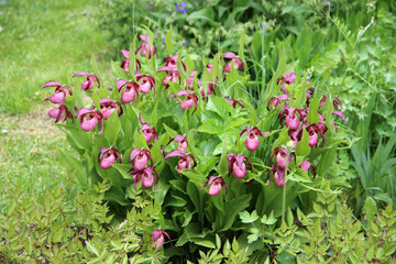Violet Showy Lady's-slipper flowers on green natural background.