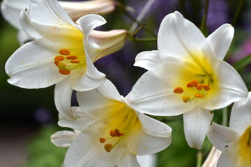 Blüten einer weißen Lilie