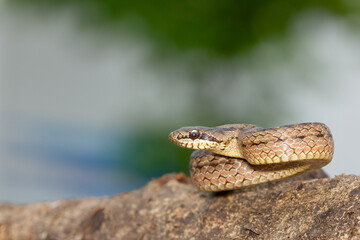  Austrian Coronella, Culebra lisa europea enroscada sobre la oca con fondo azul y verde.