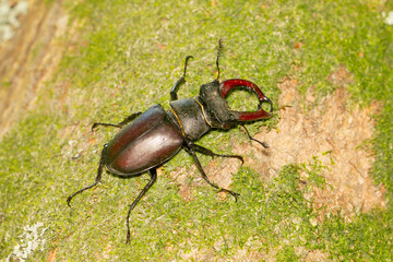 Ciervo volante (Lucanus cervus) sobre el tronco con musgo en Vigo (España).