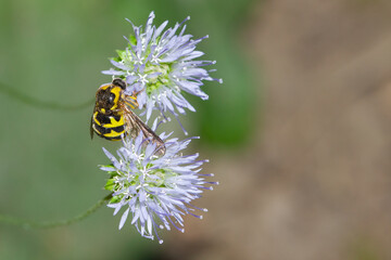 Yellow fly on blue flower, with light background, Vigo, Pontevedra