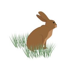 Hare Illustration
