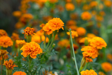 Beautiful bush of flowers growing in the garden. Yellow and orange flowers.