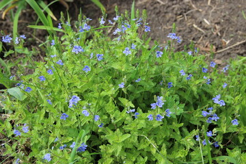 Small blue flowers like a little butterflies sitting on green grass.