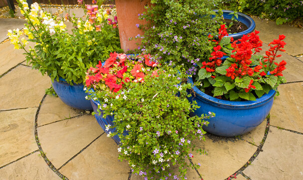 Patio Pots Containing Summer Bedding Annuals